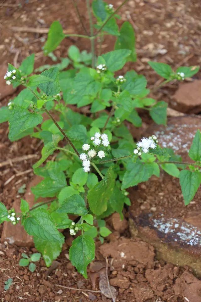 在北京没等到初雪的你，或许需要这个