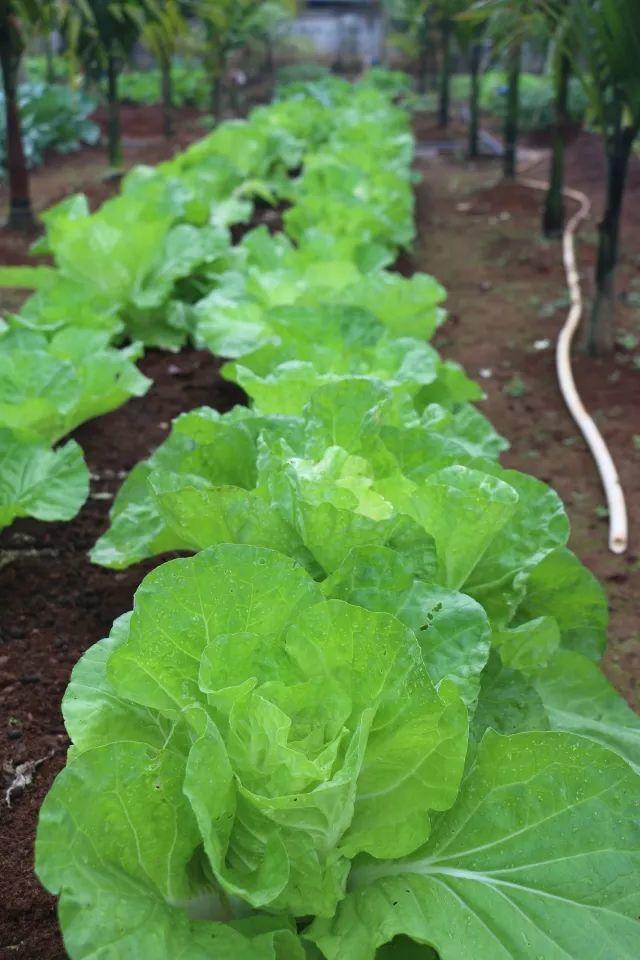 在北京没等到初雪的你，或许需要这个