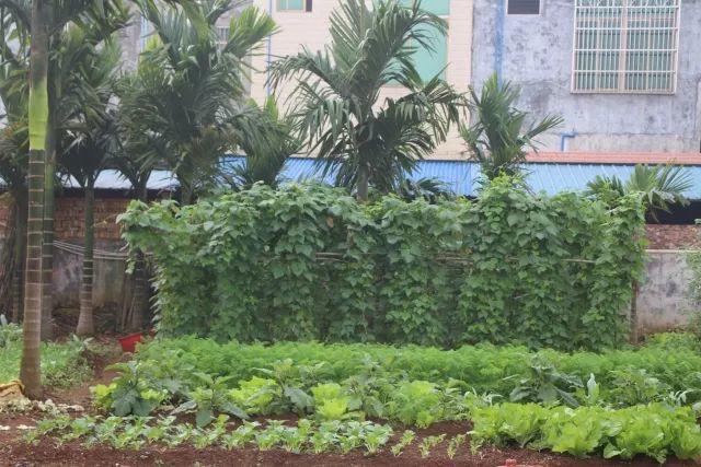 在北京没等到初雪的你，或许需要这个