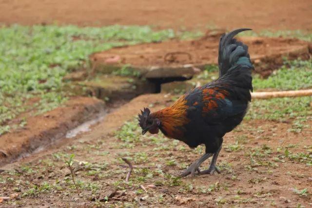 在北京没等到初雪的你，或许需要这个