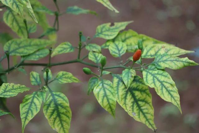 在北京没等到初雪的你，或许需要这个